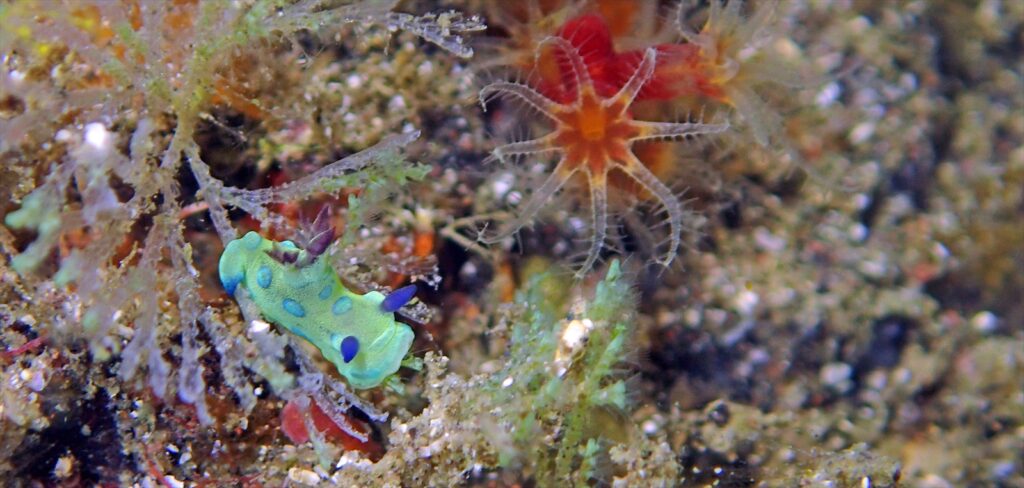 サガミリュウグウウミウシ