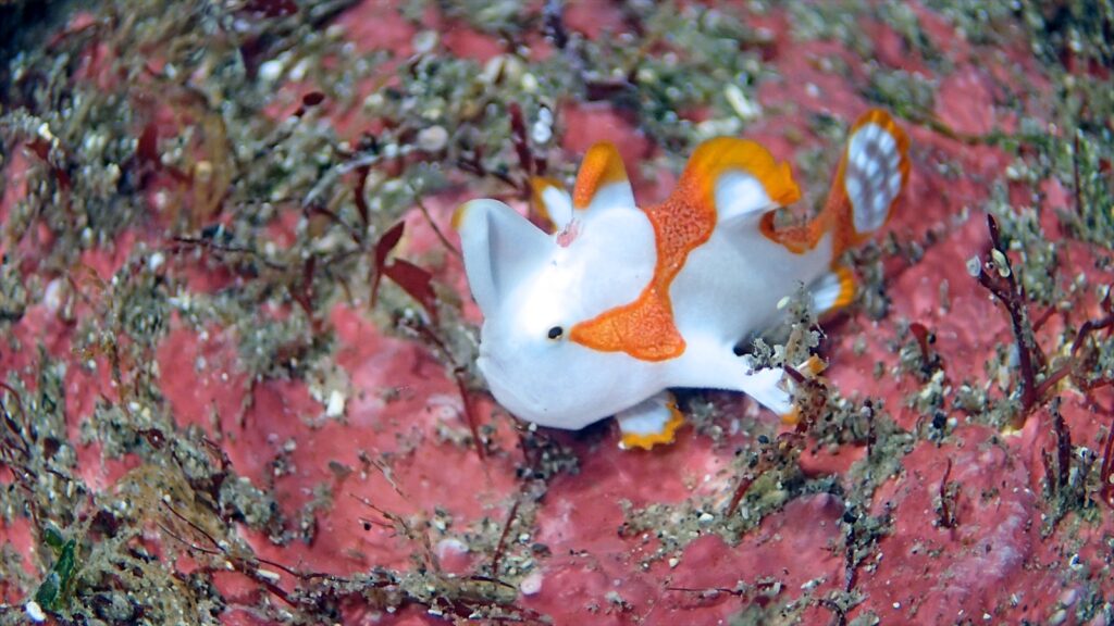 紅白クマドリカエル