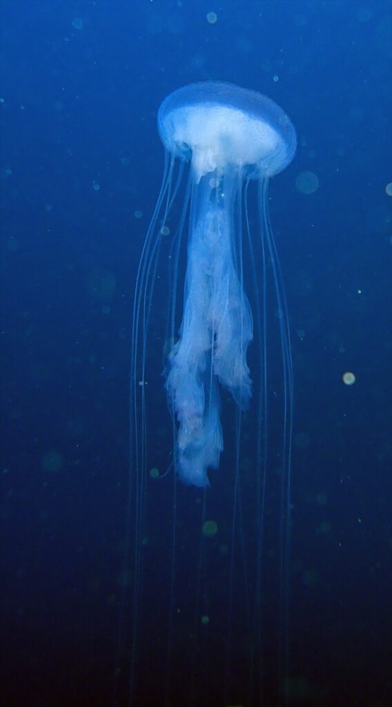 アマクサクラゲ