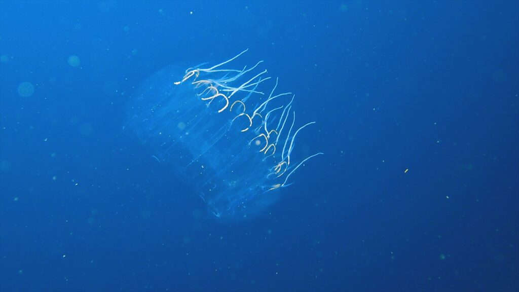 フタオサルパ連鎖個体