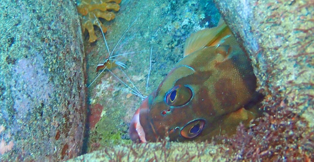 アカシマシラヒゲエビ