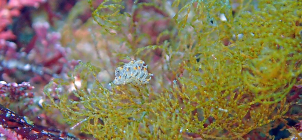 コヤナギウミウシ