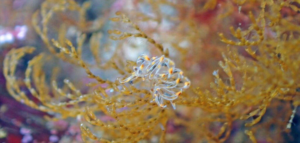 コヤナギウミウシ