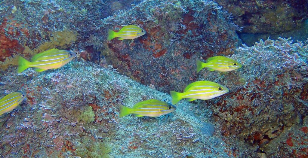 ヨスジフエダイyg