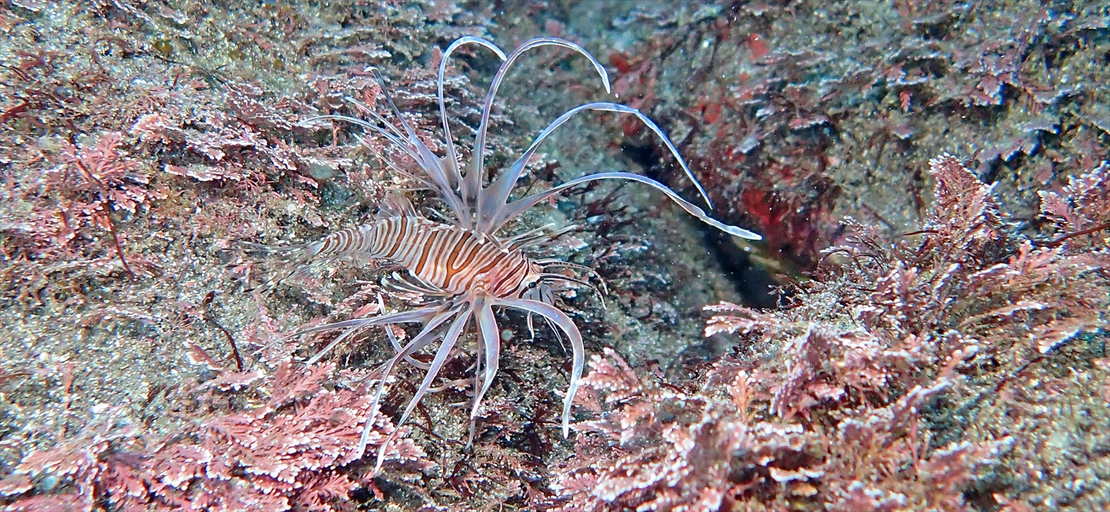 ハナミノカサゴ幼魚