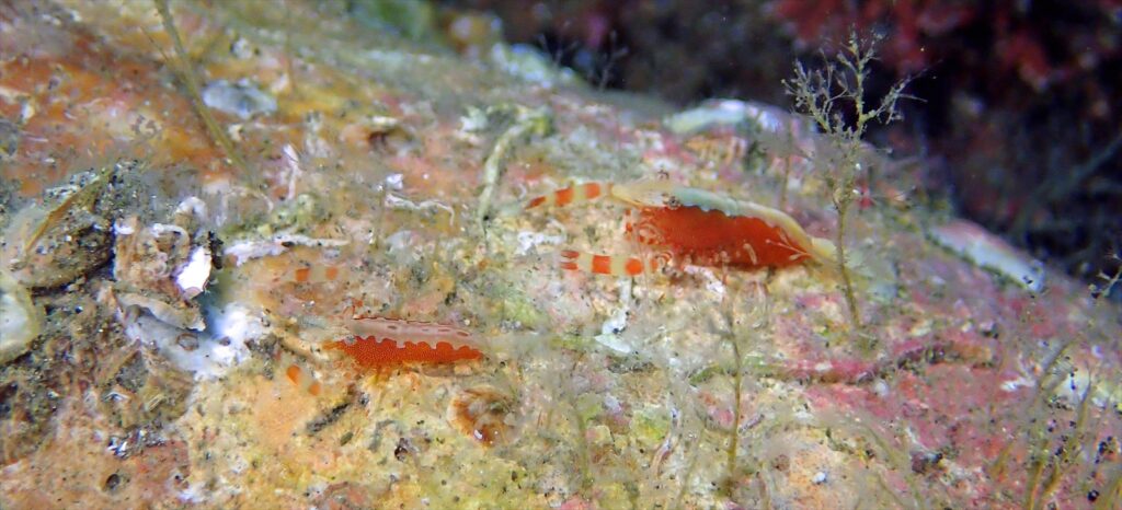 コウザンゼカクレエビ