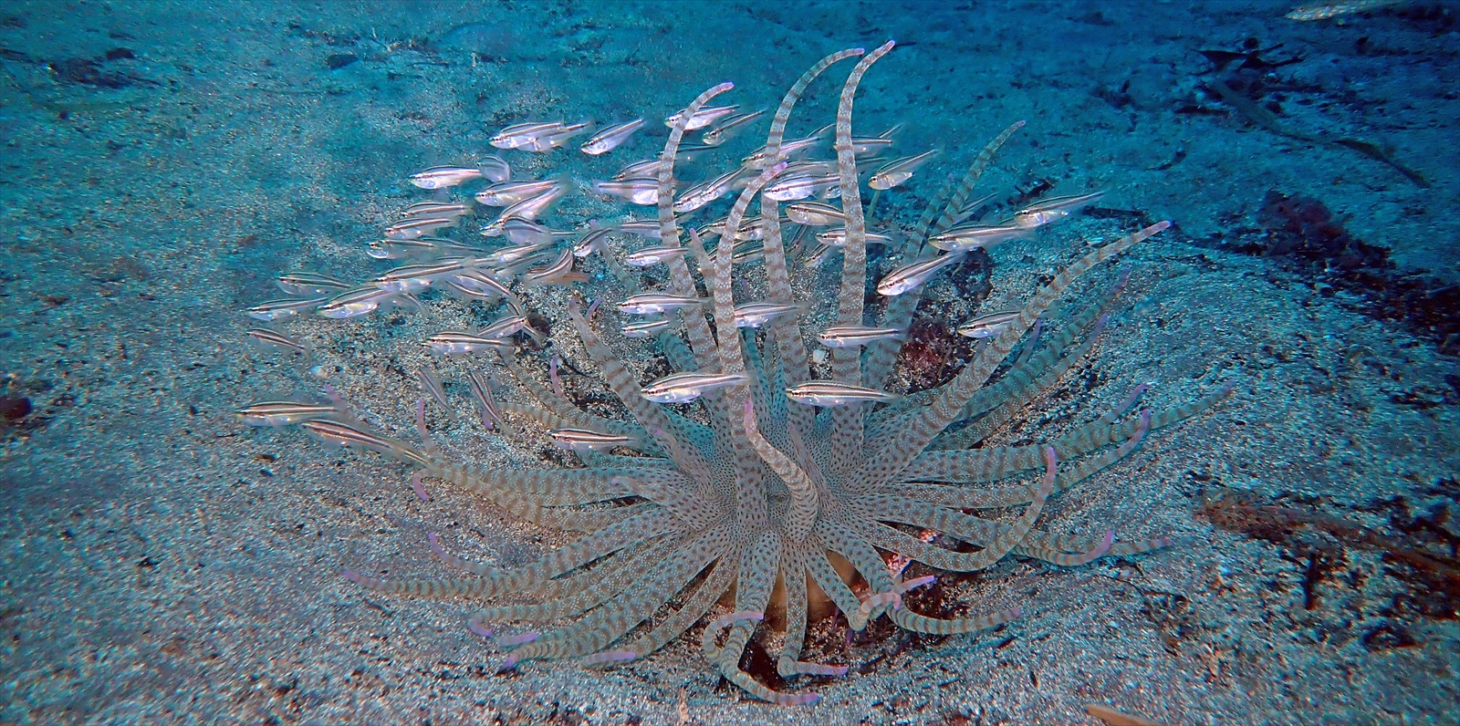 テッポウイシモチとスナイソギンチャク