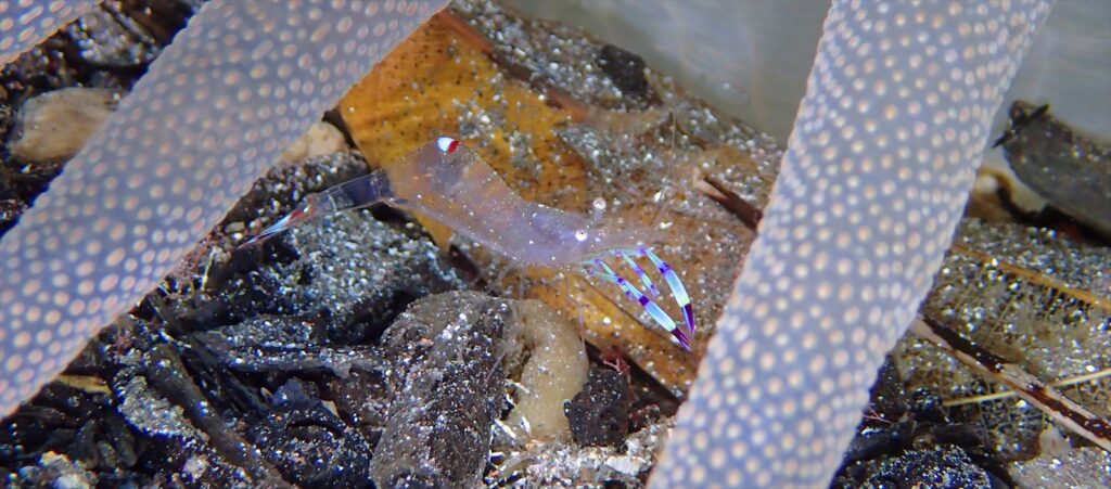 トサカクレエビ