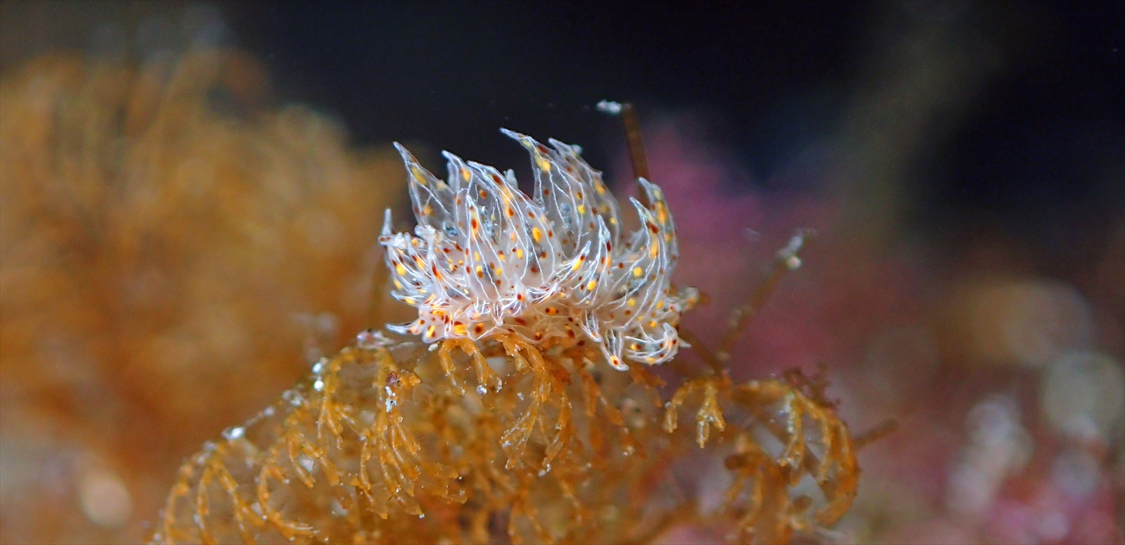 コヤナギウミウシ