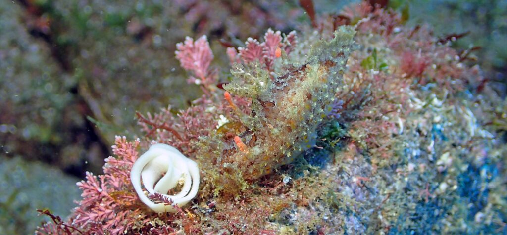 ベッコウヒカリウミウシ