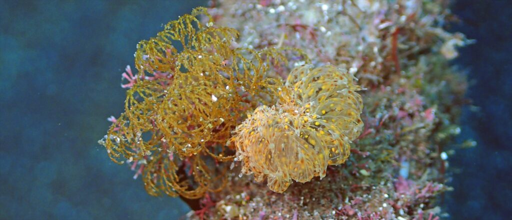 コヤナギウミウシ