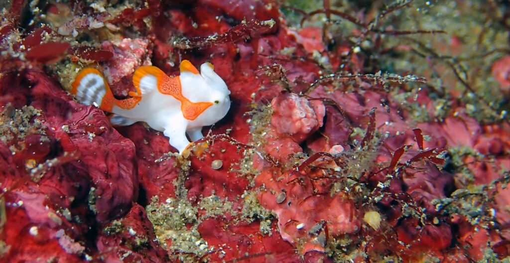 クマドリカエル