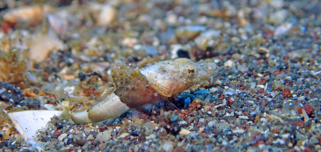 セレベスゴチ幼魚