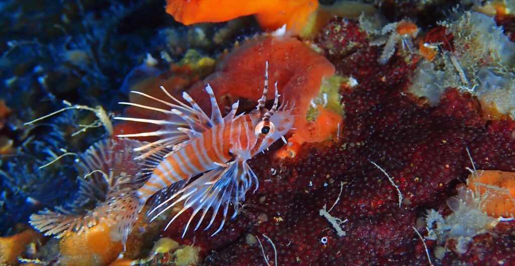 キリンミノ幼魚