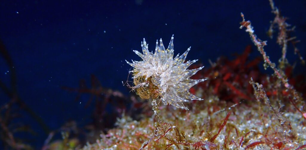 コヤナギウミウシ