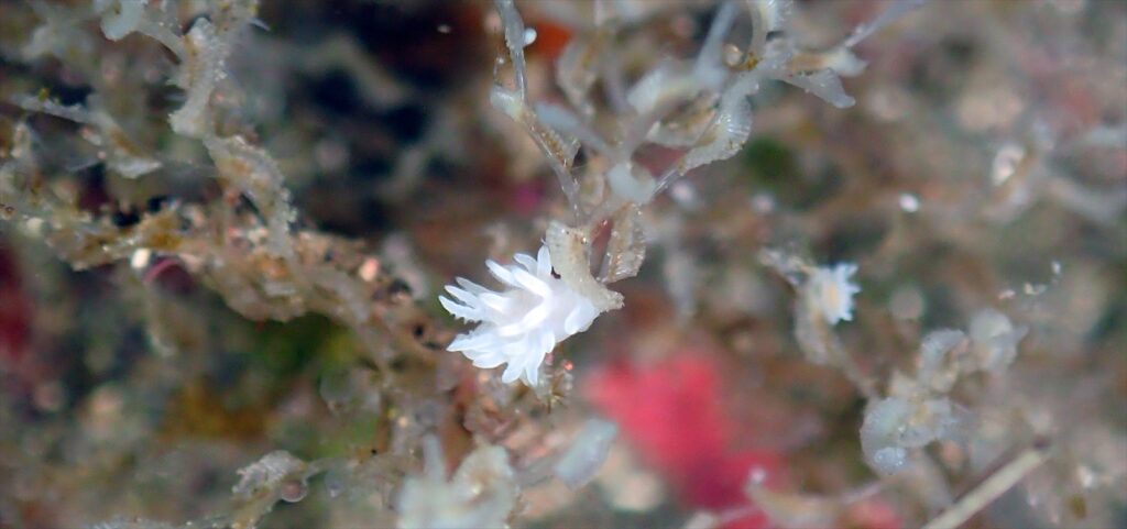 シロイバラウミウシ