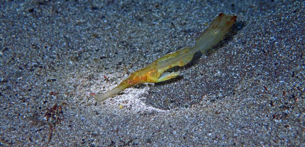 ホソフウライウオ