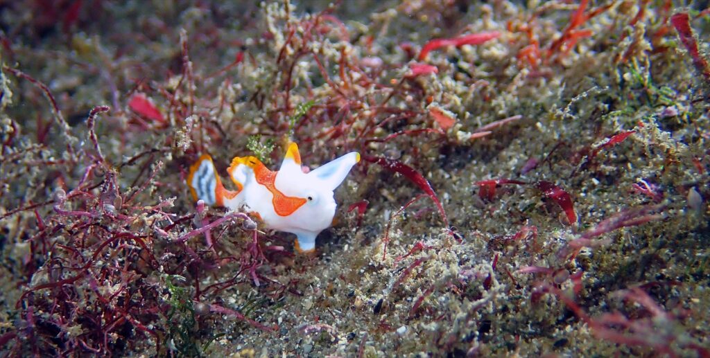 紅白クマドリカエル／大