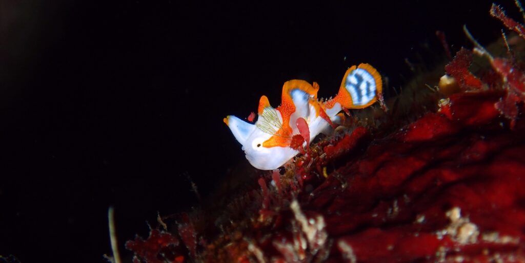 紅白クマドリカエル