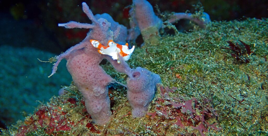 紅白クマドリカエル