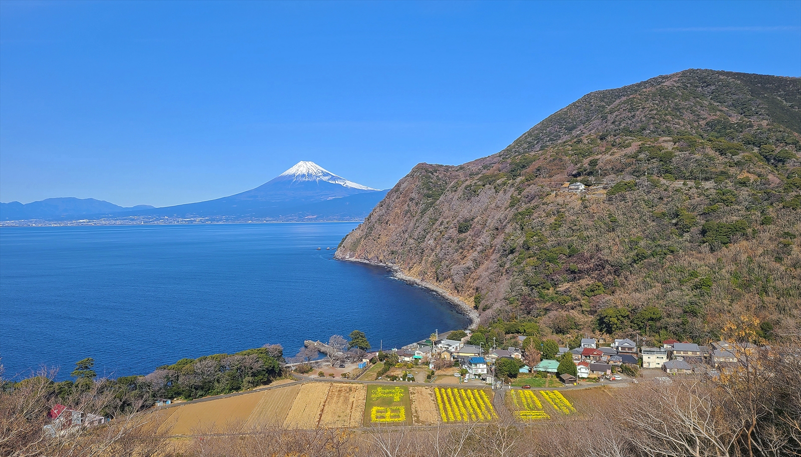 2026年井田田園／菜の花