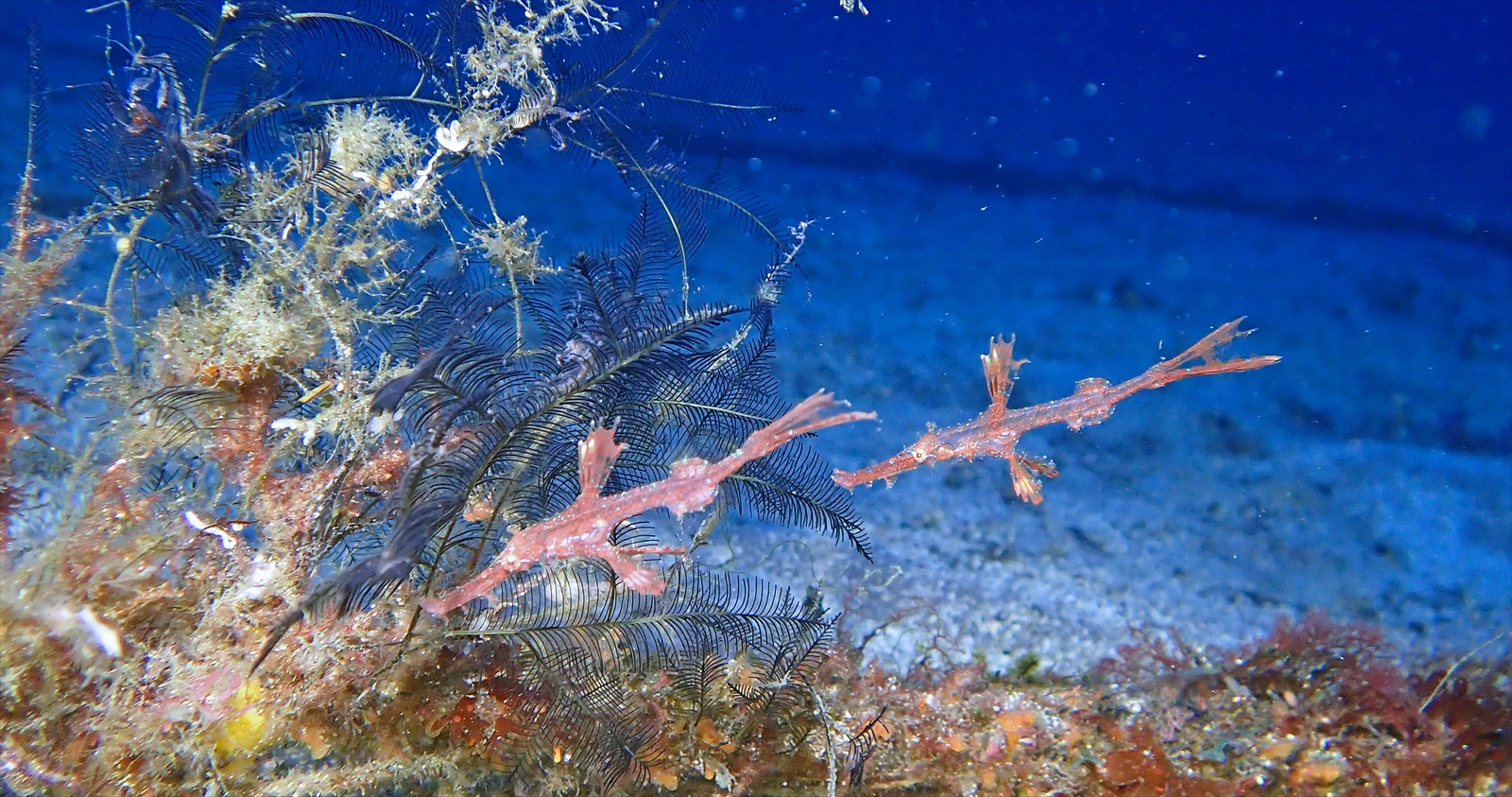 ホソフウライウオ