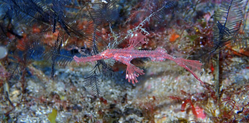 ホソフウライウオ