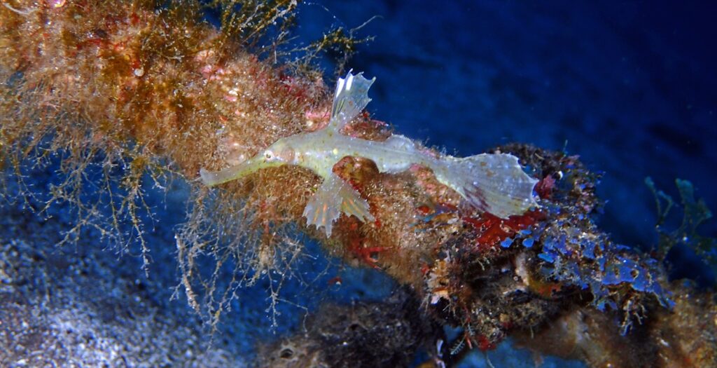 ホソフウライウオ