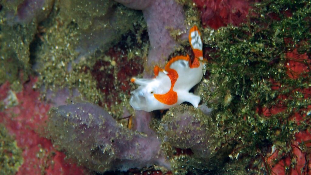 クマドリカエル