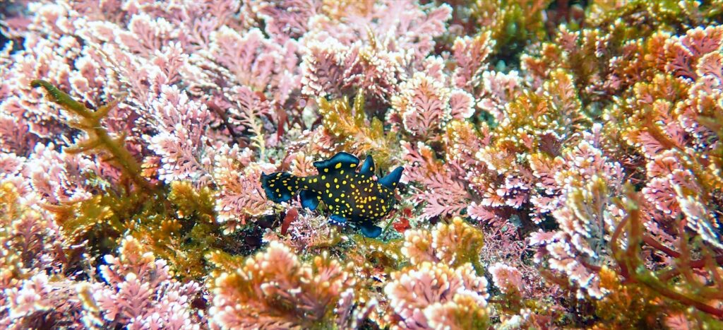 黒クマドリカエル