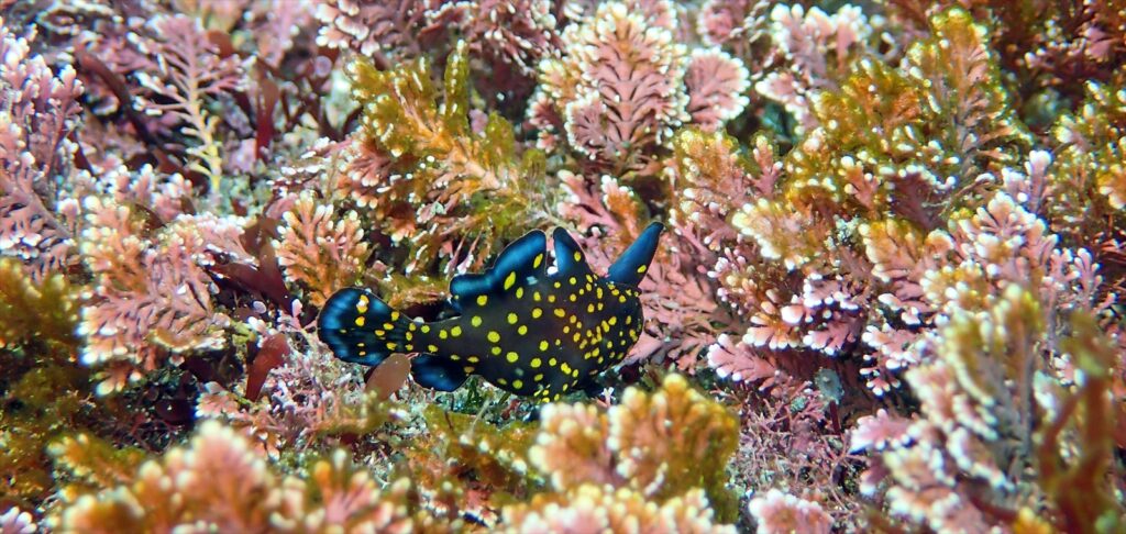 黒クマドリカエル