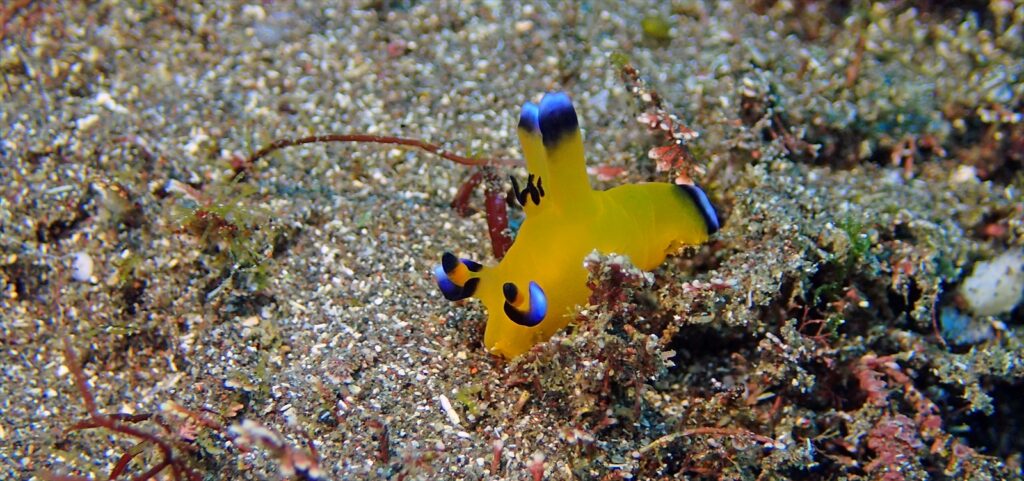 ピカチュウ/ウデフリツノザヤウミウシ