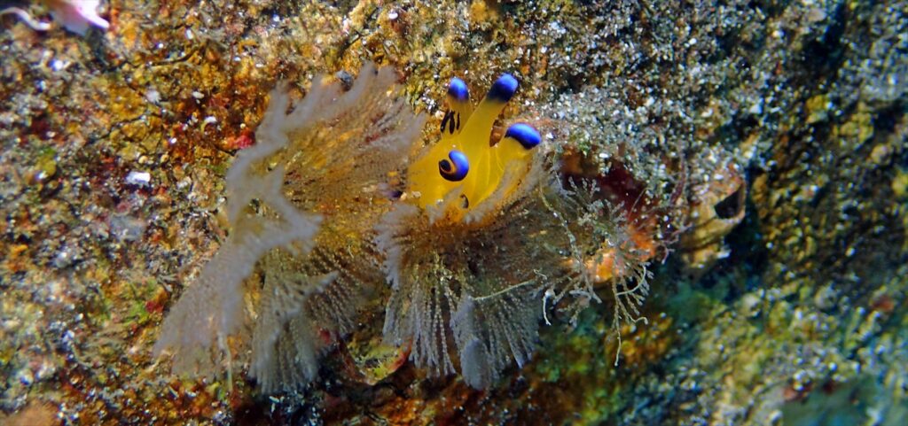 ピカチュウ/ウデフリツノザヤウミウシ