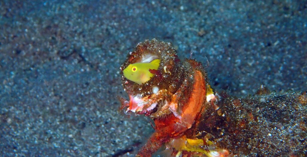 ミジンベニハゼ