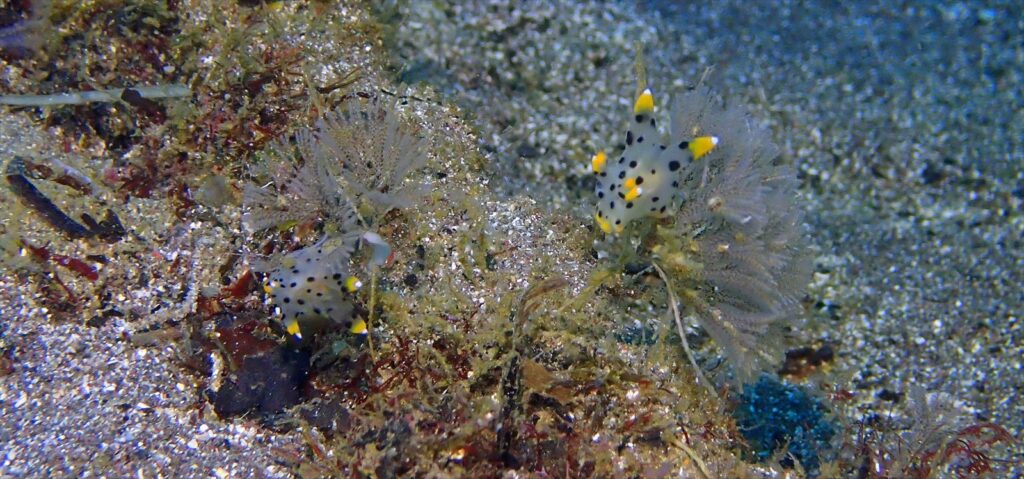 ツノザヤウミウシ