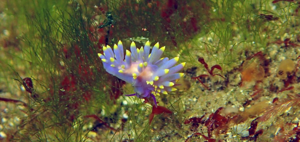 ミチヨウミウシ