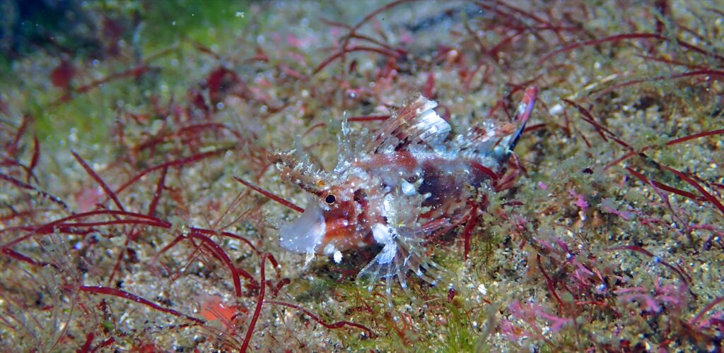 イトヒキカサゴ