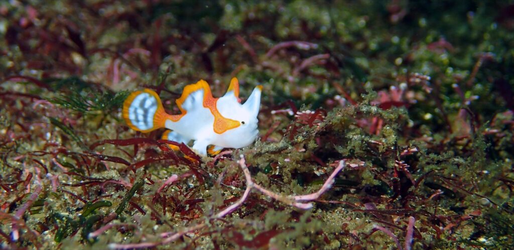 クマドリカエル