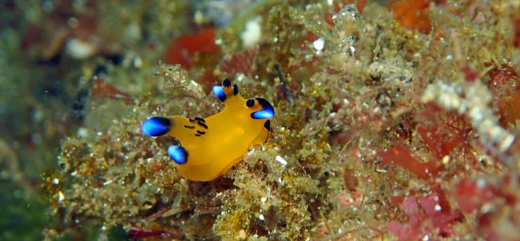 ウデフリツノザヤウミウシ