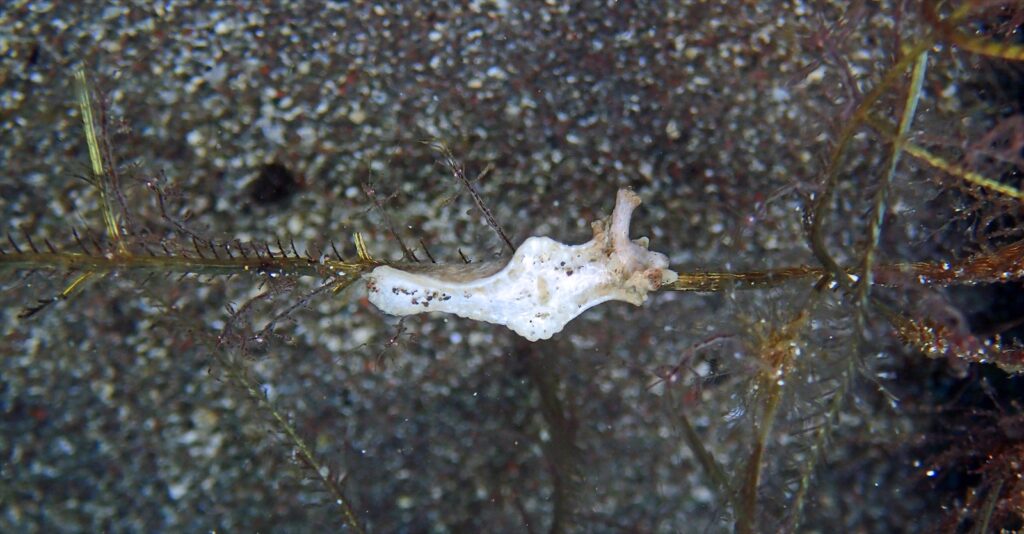 ロマノ―タス（ナガムシウミウシ）