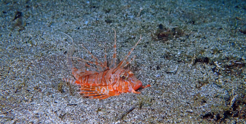 セトミノカサゴ