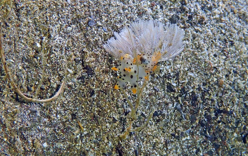 コソデ＆ツノザヤウミウシ