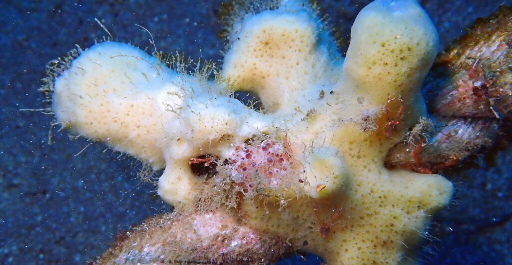 マンリョウウミウシ