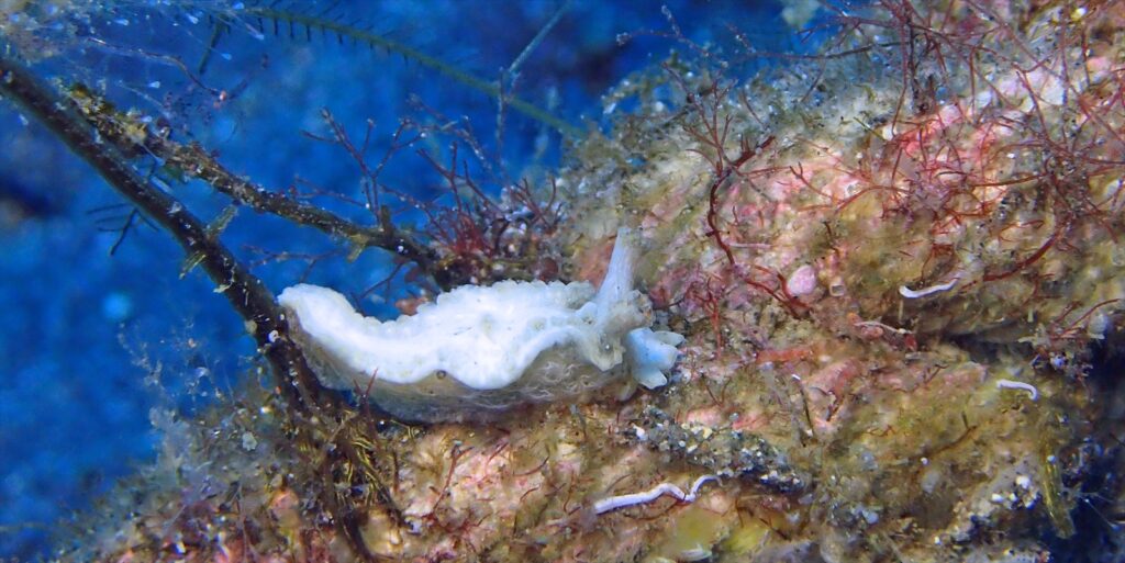 ロマノ―タス/ウミウシ