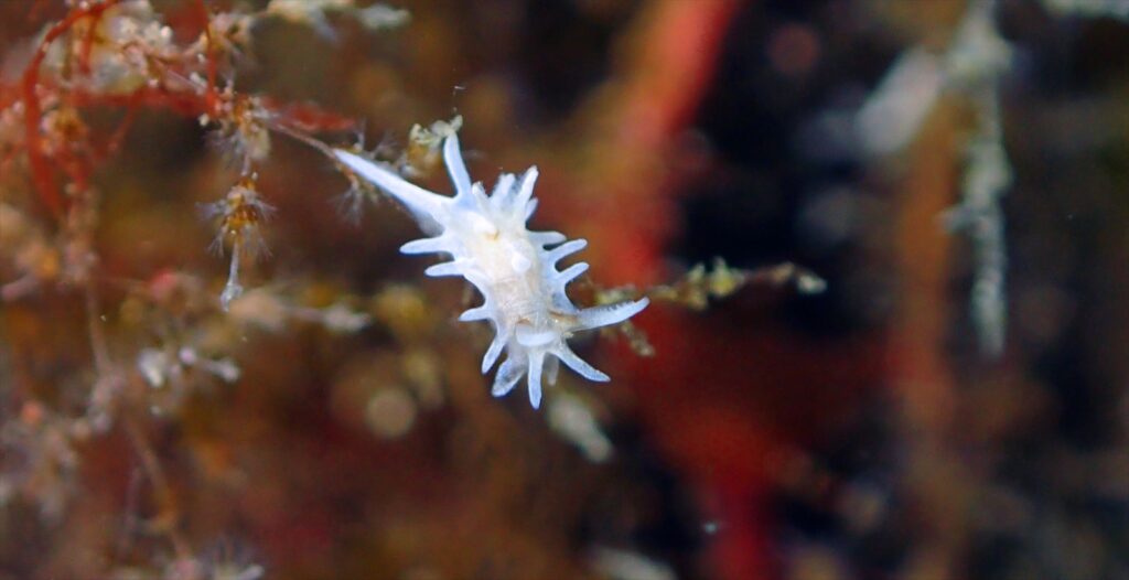 シロイバラウミウシ