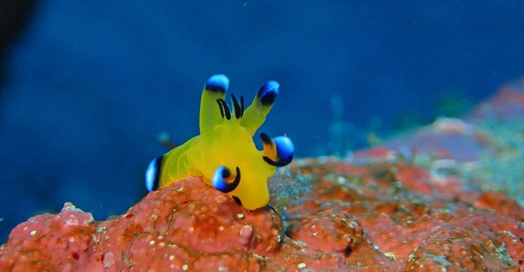 ウデフリツノザヤウミウシ