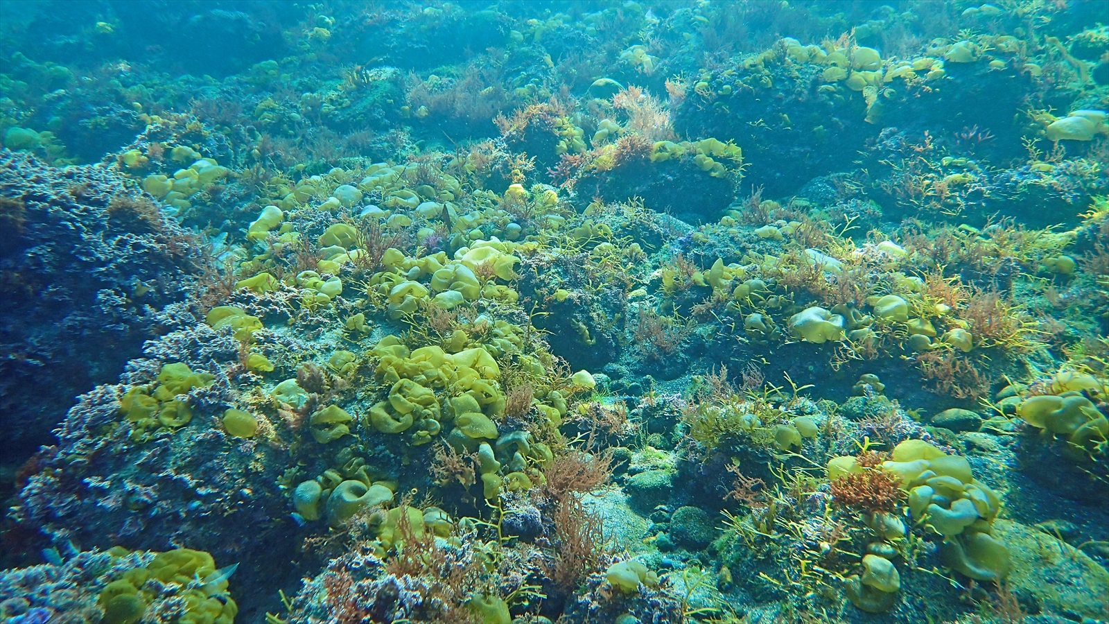 フクロノリ/海藻