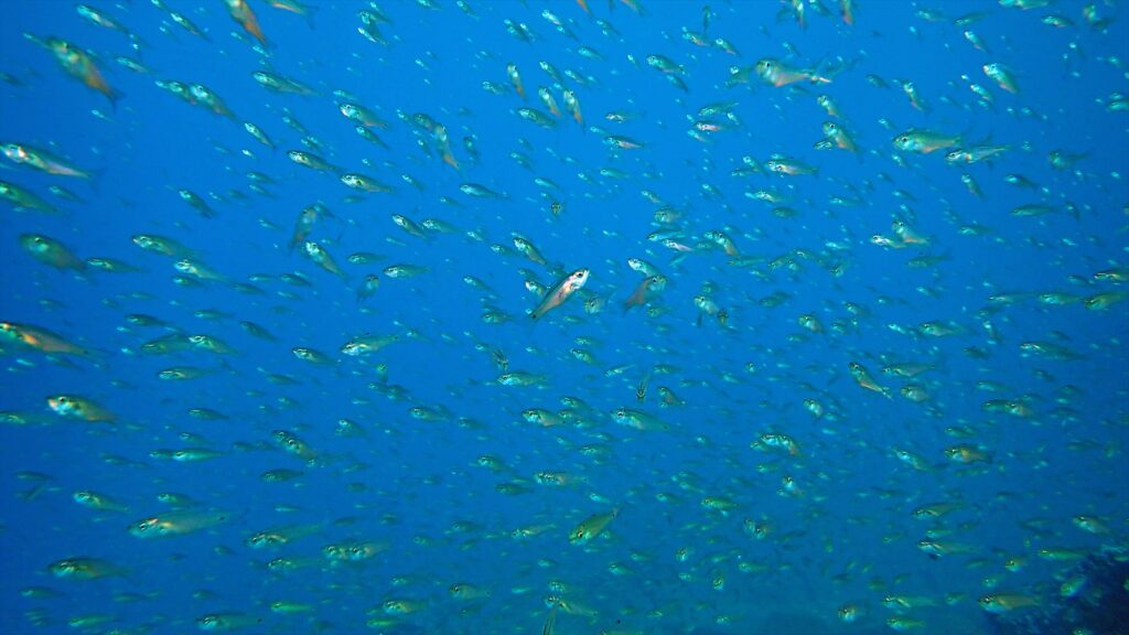 ネンブツダイの群れ