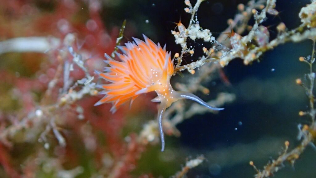 エムラミノウミウシ