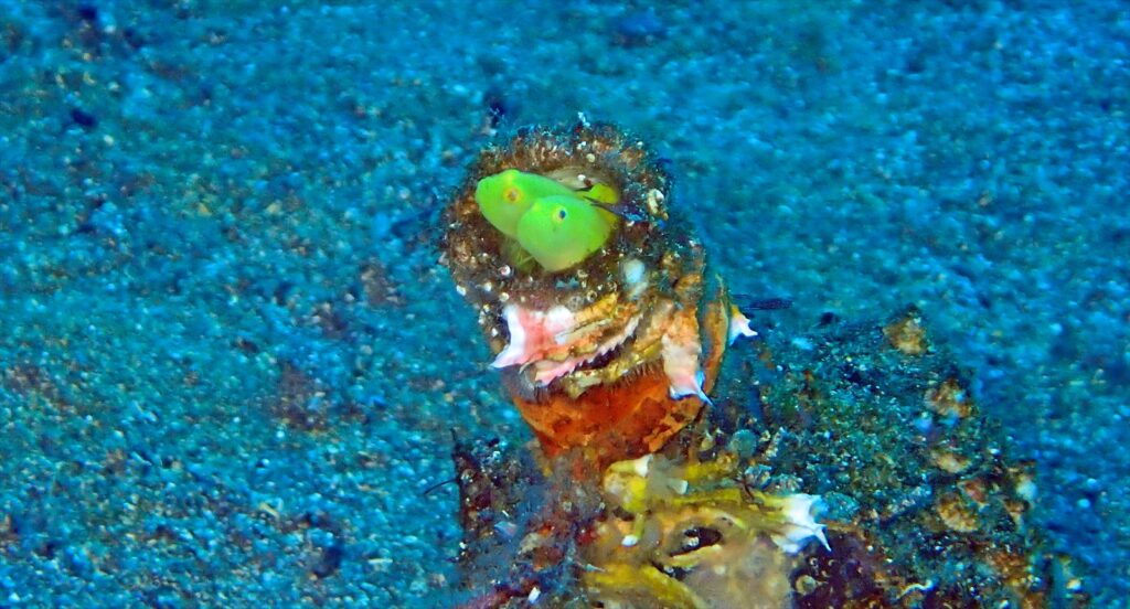 ミジンベニハゼ